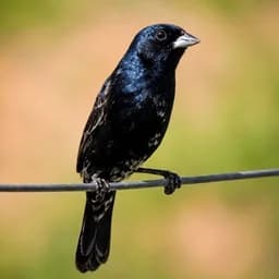 Tiziu